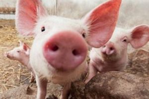 Puteţi creşte câţi porci doriţi (şi puteţi)!