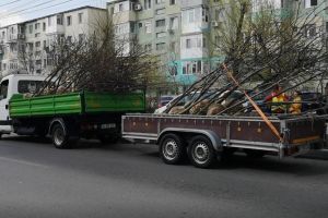 Primaria Municipiului Constanta continua plantarile de primavara! In ce zone au fost plantati copaci 