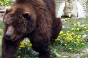 MUŞCAT DE URSOAICĂ de 80 de ori, a SUPRAVIEŢUIT!