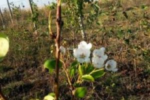 Peste 16.000 de pomi fructiferi, distribuiţi prin programul ”Un copac pentru generaţia viitoare”