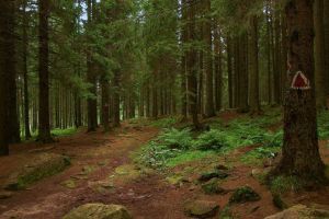 În luna plantării arborilor, Direcţia Silvică Braşov regenerează peste 100 de hectare de pădure