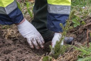 Peste 30 de hectare de terenuri vor fi împădurite pe raza municipiului Săcele