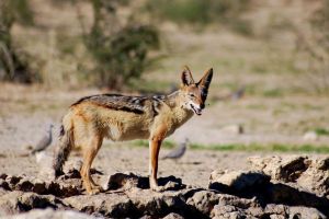 Urşii, şacalii şi lupii dau iama prin gospodăriile din Scorţeni