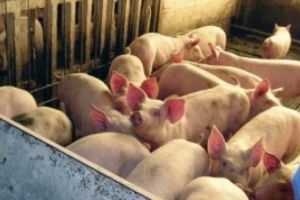 Romanii care au mai mult de cinci porci, OBLIGAȚI să plătească impozit la stat