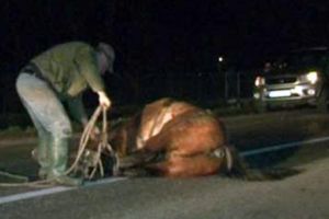 Accident pe DN1A, la Teisani. Un cal a fost spulberat de masina. Animalul a murit