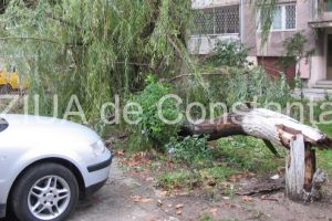 Barbat decedat in Bucuresti dupa ce un copac s-a prabusit din cauza furtunii 