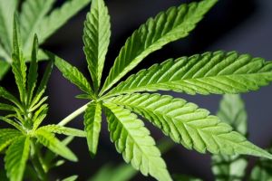 Ambasadorul Olandei INTERVINE în scandalul privind legalizarea marijuanei: 'Experienţele noastre au fost pozitive'