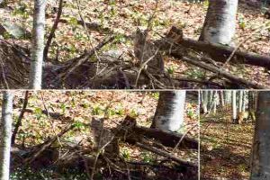 FOTO, VIDEO. Imagini spectaculoase filmate într-o pădure din Munţii Apuseni: Două exemplare de râs luate prin surprinderedupă ce au reuşit cu succes să vâneze un căprior