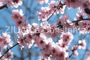 Festival de culoare la Constanta. Primavara a impodobit parcurile. Imagini impresionante surprinse (fotoreportaj) 