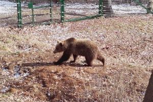 Asociaţia Milioane de Prieteni vrea să mute ursoaica şi cei doi pui din Harghita în Sanctuarul Libearty