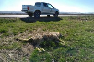 INEDIT! Un LUP uriaş a fost lovit de maşină pe DN1 la ieşire din Teius