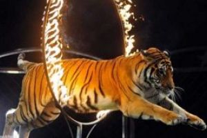 Primaria Madridului interzice spectacolele de circ cu animale salbatice