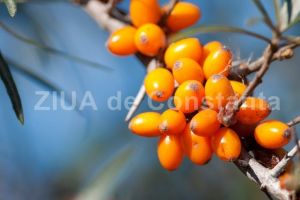 Societatea Alborada Plant doreste elaborarea unui PUZ pentru o ferma de catina la Tortoman