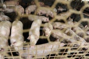 DSVSA a iniţiat procedurile pentru stingerea focarelor de pestă porcină africană din judeţ