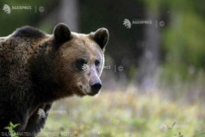 Braşov: Asociaţia Milioane de prieteni” s-a oferit să relocheze ursoaica din Harghita care a omorât un om