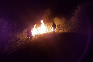 VIDEO. Pădure salvată de la dezastru, datorită unei echipe de pompieri voluntari din judeţ