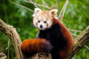 Panda roşu, unic în România, la Zoo Braşov