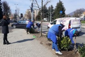 Baia Mare, orasul florilor: A inceput campania de cosmetizare! (FOTO)