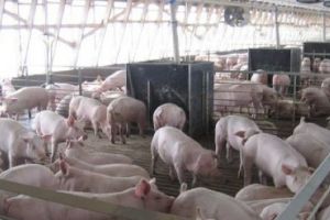 Petre Daea, somat să anuleze ordinul privind reducerea numărului de porci