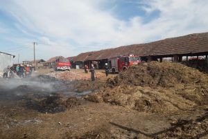 Animale salvate de pompieri dintr-un adăpost în flăcări