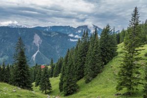 Viitorul pădurilor din judeţul Harghita, dezbătut la sediul consiliului judeţean