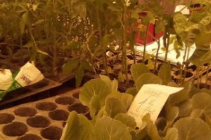 Cât costă răsadul de roşie în Piaţa Ceair?