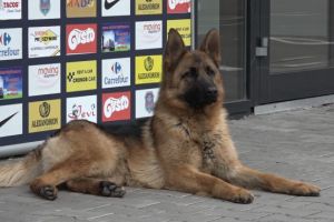 Multescu, lupoaica si fluturii!