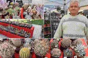 FOTO, VIDEO: Colecţie impresionantă de cactuşi la Târgul Gradinarului 2019, la Alba Iulia. Pasiunea unui bărbat care creşte peste 30.000 de exemplare