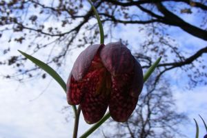 A înflorit laleaua pestriţă în pădurea din şesul Orheiului