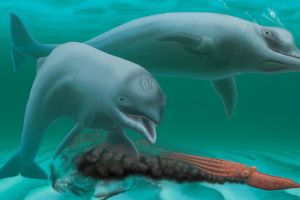 Fosila unei specii străvechi de delfin, foarte mic şi fără dinţi, descoperită în Statele Unite