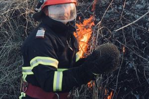 Tulcea. Arici, salvat dintr-un incendiu de vegetatie (galerie foto)