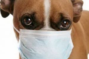 Avertisment! Câinii vor dezlănţui un virus ucigaş care va afecta omenirea