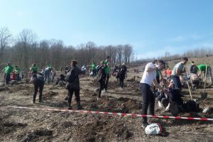 Cea mai mare împădurire din Bihor: 18.000 de puieţi au fost plantaţi în Sârbi! (FOTO / VIDEO)