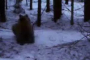 VIDEO /O cameră de filmat amplasată, strategic, în pădure a speriat un urs. Vedeţi reacţia acestuia
