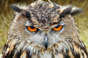 Nu e glumă. La 1 Aprilie, sărbătorim CUCUVEAUA!