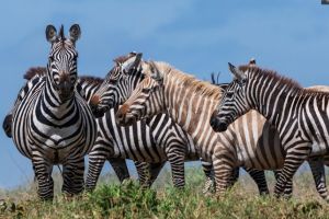 O zebră ”blondă”, extrem de rară, surprinsă în fotografii