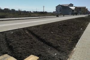 VIDEO – Zeci de de tuia furaţi de hoţi de pe strada Pictor Brana la Șelimbăr