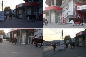 FOTO/VIDEO STIREA TA: La Alba Iulia, 4 cai frumoşi au ieşit la plimbarea de seară, duminică, prin oraş