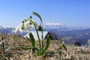 Ghioceii au luat locul zăpezii în Munţii Rodnei. Cum va fi vremea luna aceasta (FOTO)
