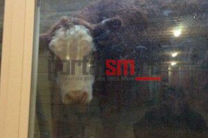 FOTO. Vacă în subsolul unui local din Satu Mare. Cea mai „originală” metodă pentru lapte!