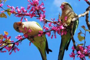 1 aprilie: Ziua Internaţională a Păsărilor, sărbătorită încă din anul 1906. Curiozităţi despre păsări
