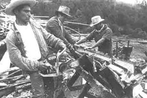 Muncitorul de pădure