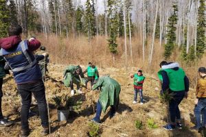 Poliţiştii de imigrări şi solicitanţii de azil de la Rădăuţi au plantat 1.200 de puieţi