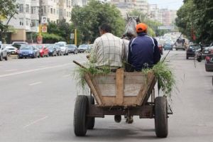 Căruţaşii din Sălaj, la plimbare pe străzile municipiului Satu Mare. Sancţionaţi de poliţiştii locali