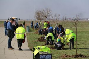 Peste 1.500 de copaci plantaţi de voluntari în Parcul Municipal Vest din Ploieşti. Viceprimarul Ganea, la lopatã, alaturi de ploiesteni