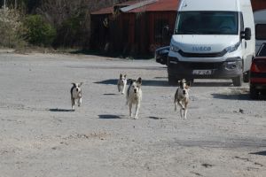 Patania unei femei. Cine a salvat-o de o haita de caini in zona Kaufland - Aurel Vlaicu Constanta. Despre serviciul de ecarisaj