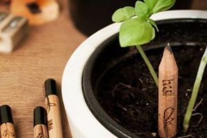 O nouă modă, ecobirotica. De la ziarul cu seminţe, la creionul la creionul din care creşte busuioc