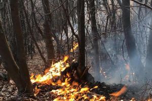 FOTO. Incendiu în pădurea de lângă Negreşti Oaş. Pompierii intervin