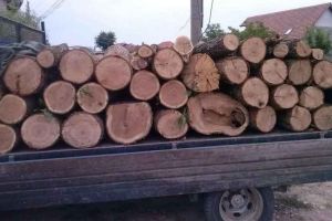 Sibian prins la furat de lemne în Cristian – S-a ales cu amendă de 5.000 de lei