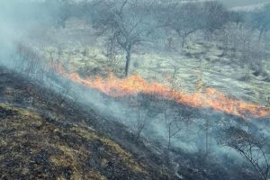 Cinci incendii de vegetaţie pe 16 hectare, în doar 24 de ore